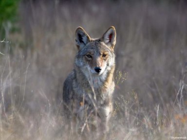 BM_Coyote-in-Prairie-Grass_1223_2081664583_SOURCE-Shutterstock_1223