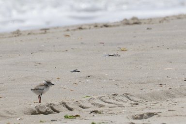 Plover-Photo-1