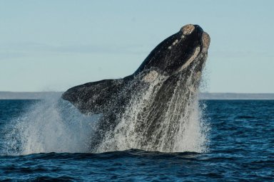 Sohutern,Right,Whale,Jumping,,Endangered,Species,,Patagonia,argentina.