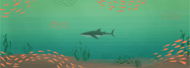 shark