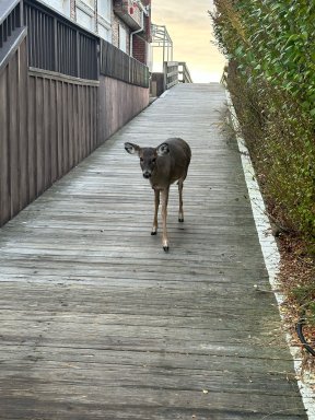 Deer-in-Cherry-Grove-by-Ted-Steffensen