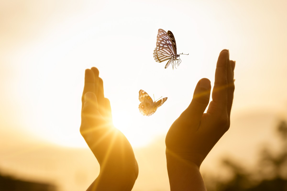 The girl frees the butterfly from  moment Concept of freedom