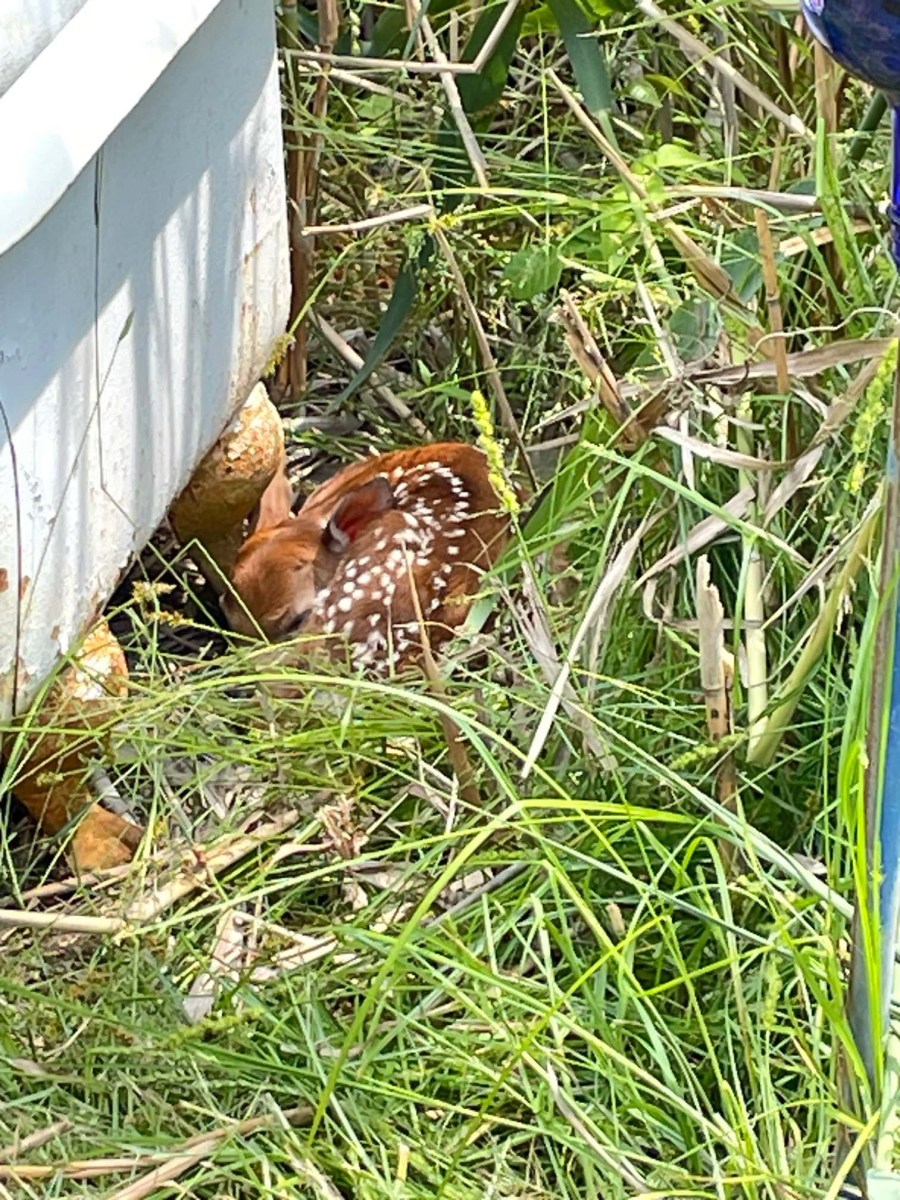 Fawn at Carolines