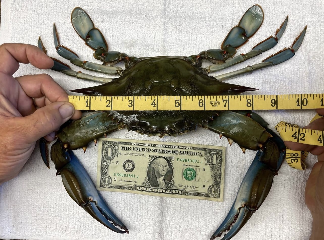 Long Islander Breaks Blue Crab State Record » Fire Island News & Great