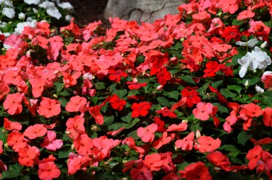 Red periwinkle flower bloom in the morning