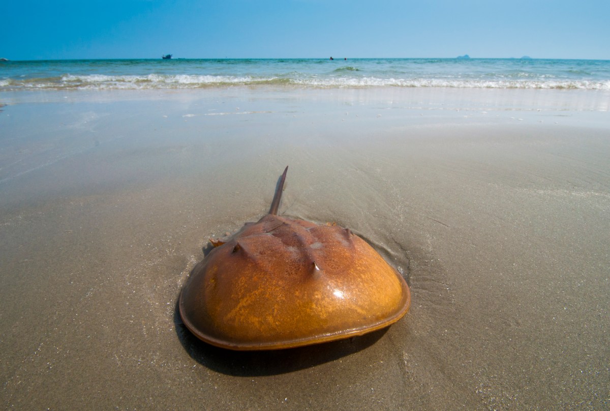 Horseshoe Crab on  sand beach