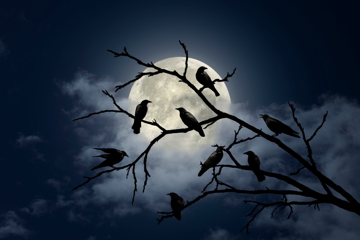 Spooky Halloween sky with ravens on tree branch over full moon