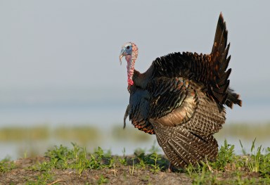 Wild Turkey Tom