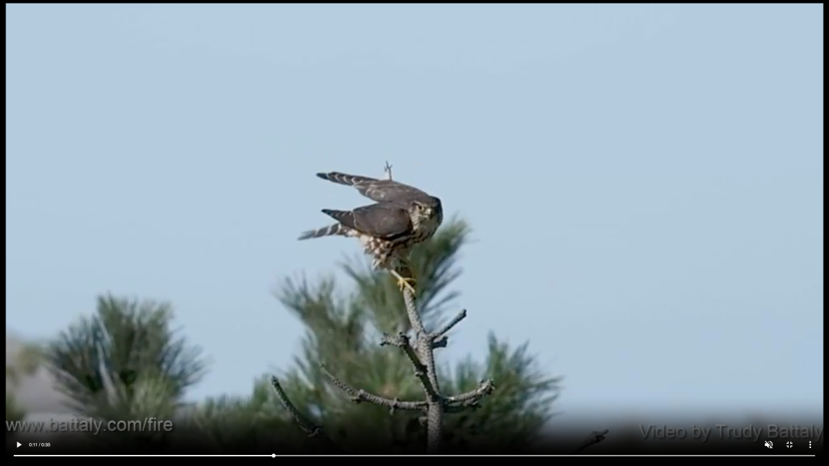 Merlin raptor video still