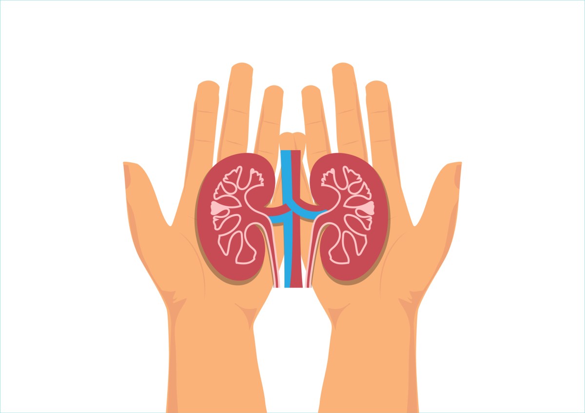 World kidney day. Hands holding healthy kidney anatomy.