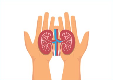 World kidney day. Hands holding healthy kidney anatomy.