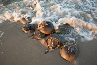 Horseshoe crabs spawn high tide Slaughter Beach Delaware Bay waves