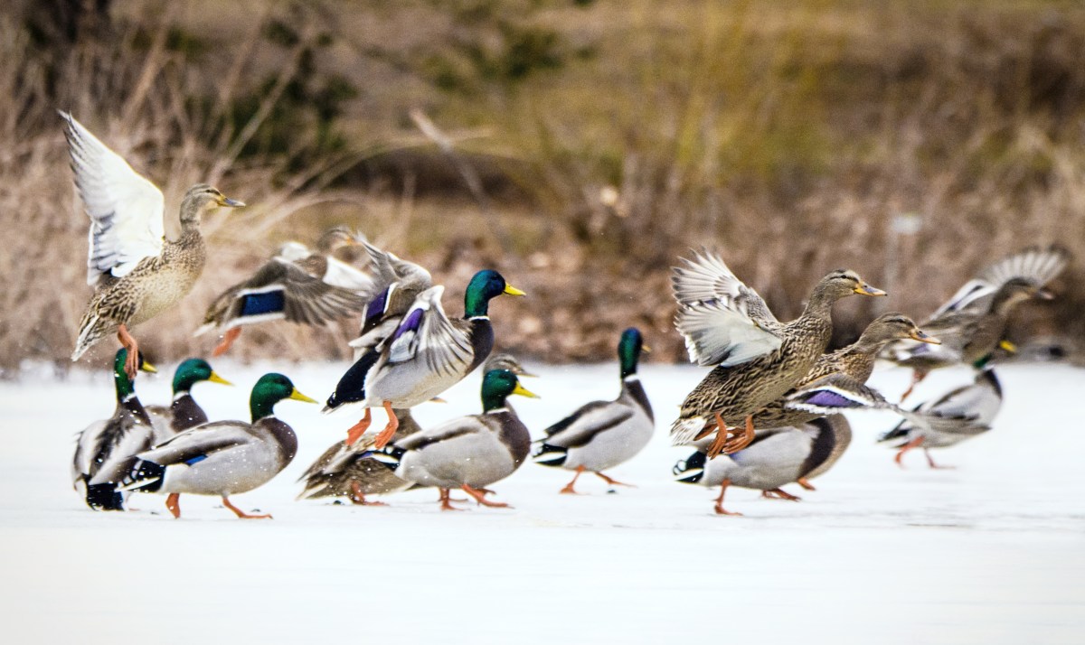 Ducks on Ice at Belmont Lake State Park, Long Island