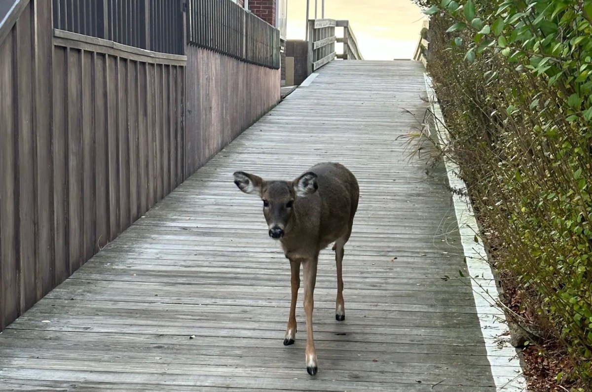 Deer-in-Cherry-Grove-by-Ted-Steffensen