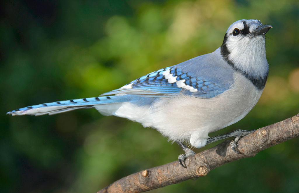 Blue Jay, Animal Portrait